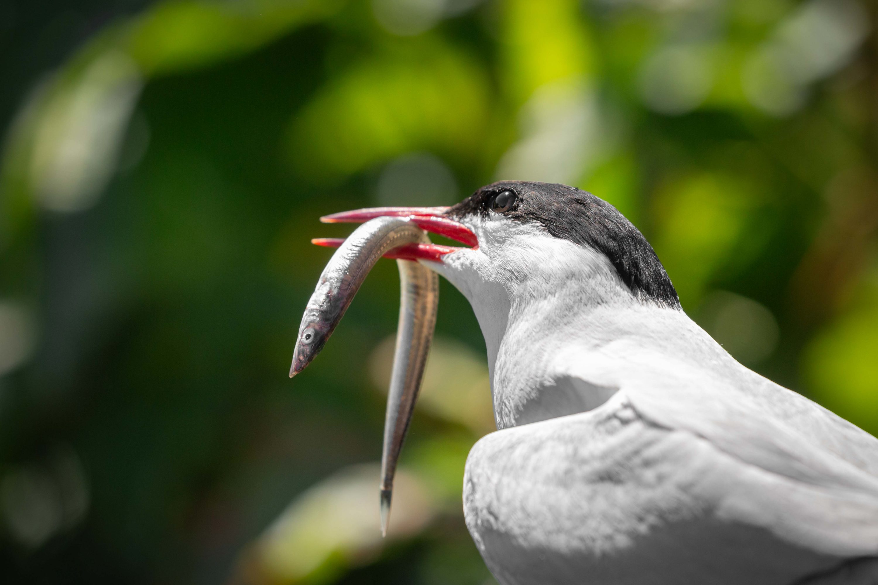 Arctic Tern with sand eel in beak